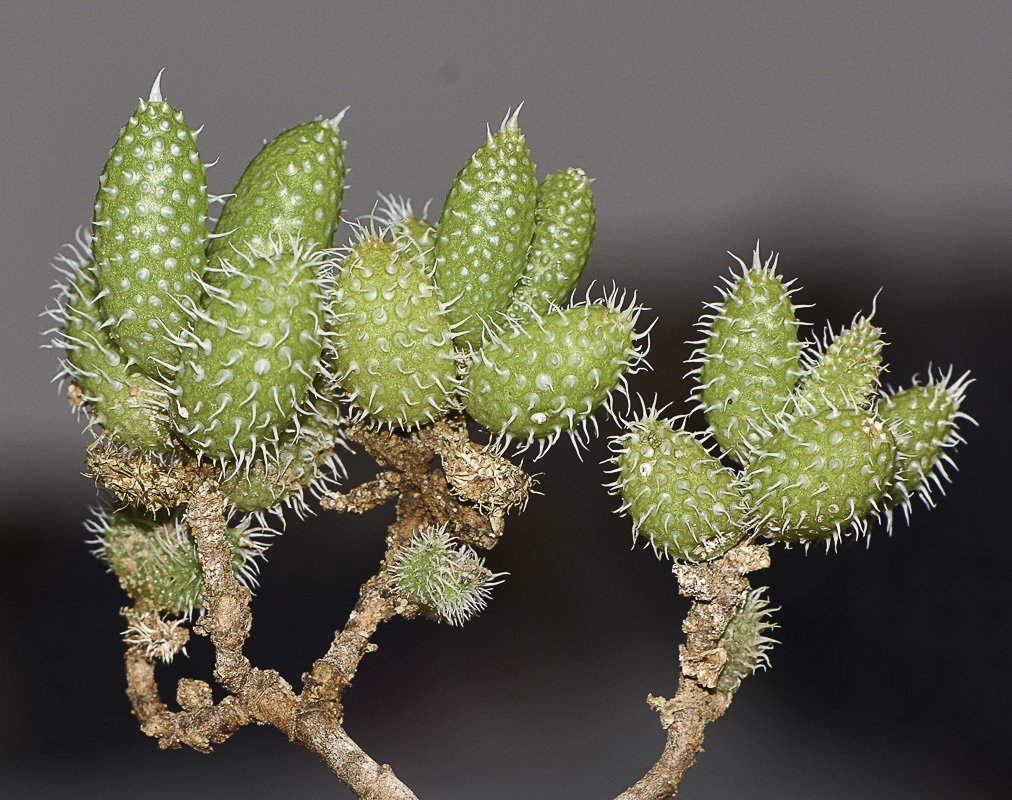 Image of Delosperma echinatum specimen.