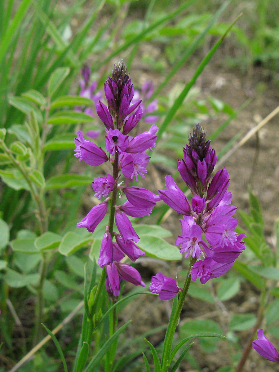 Image of Polygala comosa specimen.