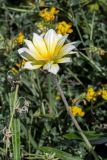Gazania × hybrida. Верхушка побега с соцветием. Израиль, г. Тель-Авив, набережная. 07.04.2018.