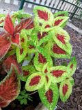 Coleus scutellarioides. Листья. Израиль, г. Бат-Ям, в озеленении. 04.06.2018.