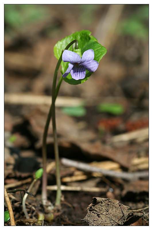 Изображение особи Viola epipsila.