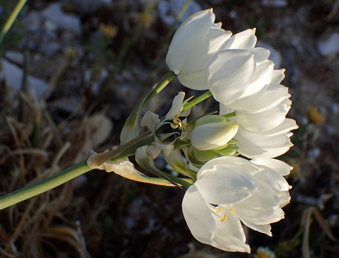 Image of Ornithogalum arabicum specimen.