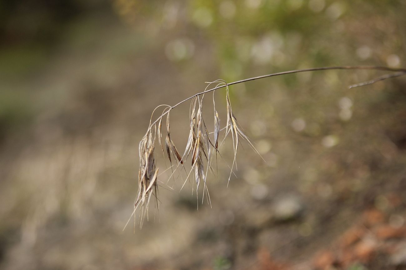 Image of genus Anisantha specimen.