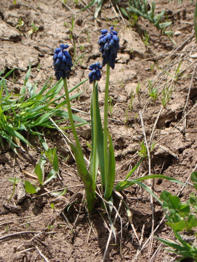 Image of Bellevalia pycnantha specimen.