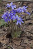 Hepatica nobilis