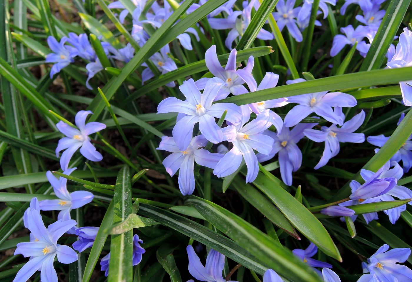 Image of Chionodoxa forbesii specimen.