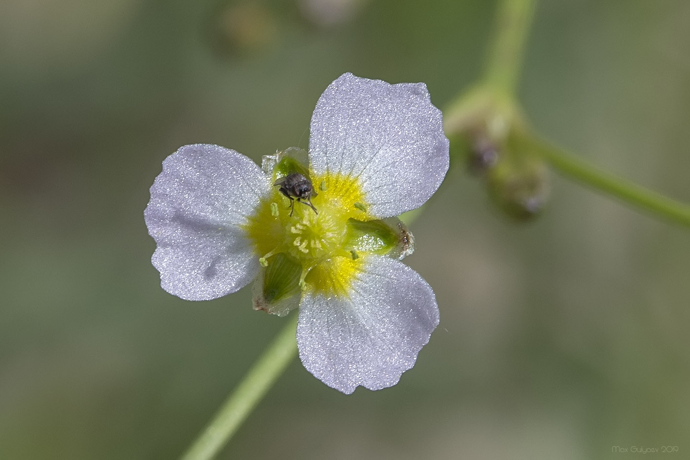 Изображение особи Alisma lanceolatum.