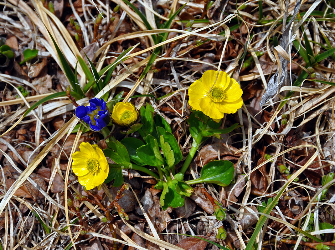 Image of Ranunculus altaicus specimen.