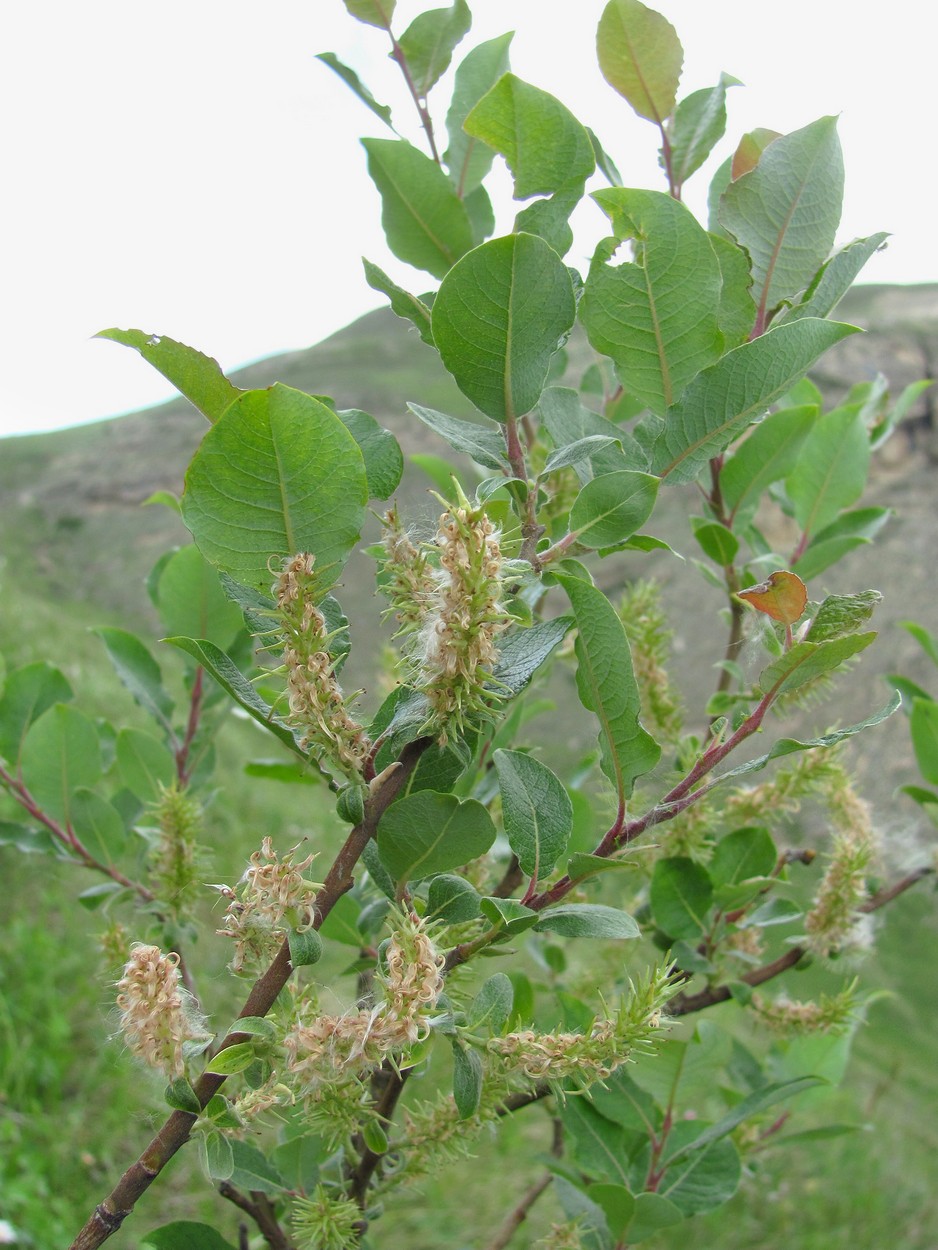 Image of Salix kuznetzowii specimen.