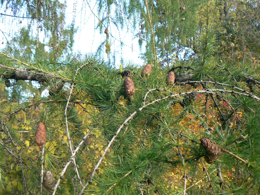 Image of Larix decidua specimen.