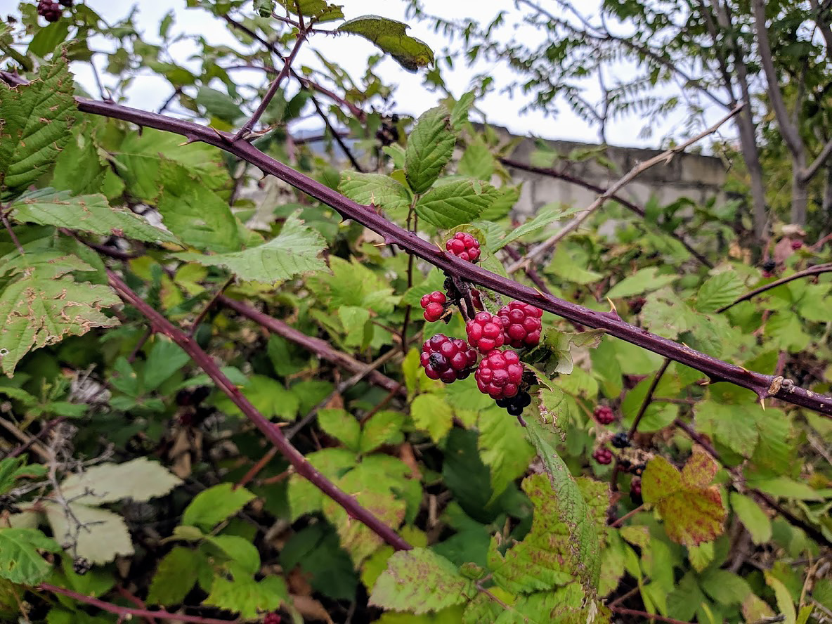 Изображение особи род Rubus.