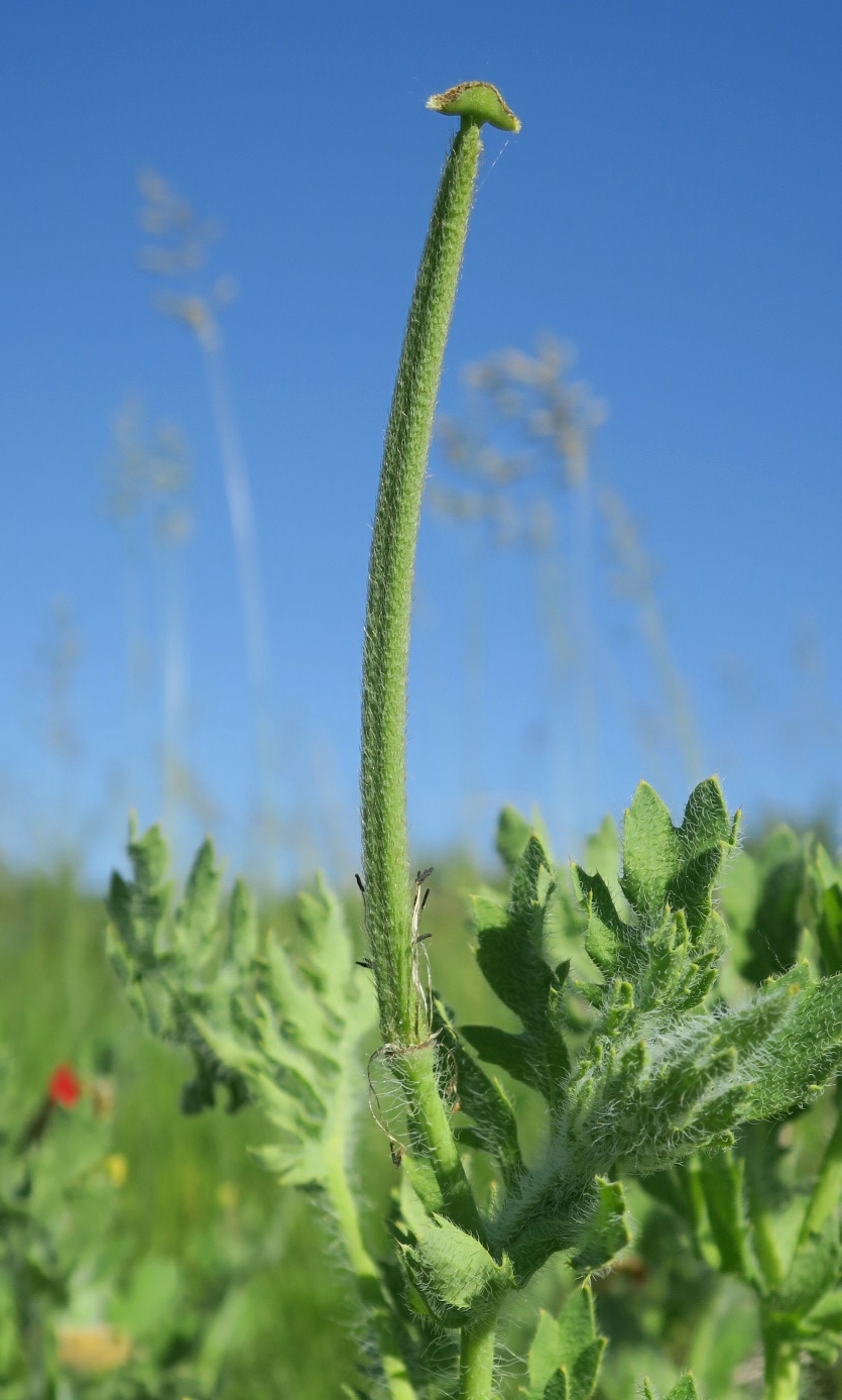 Image of Glaucium corniculatum specimen.