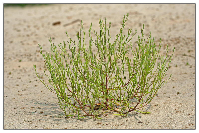 Изображение особи Corispermum hyssopifolium.