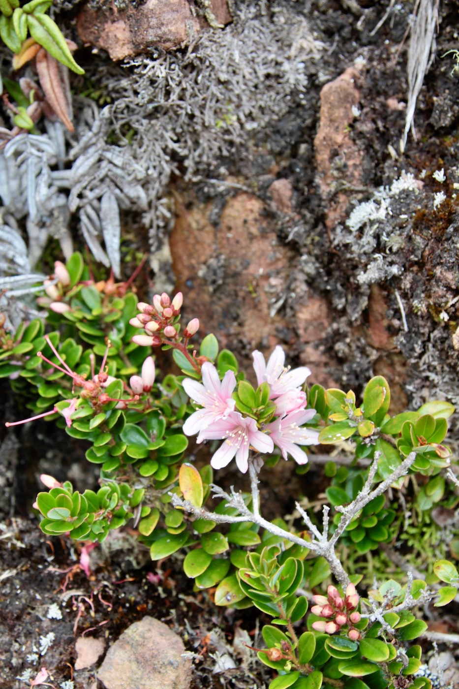 Image of Bejaria imthurnii specimen.