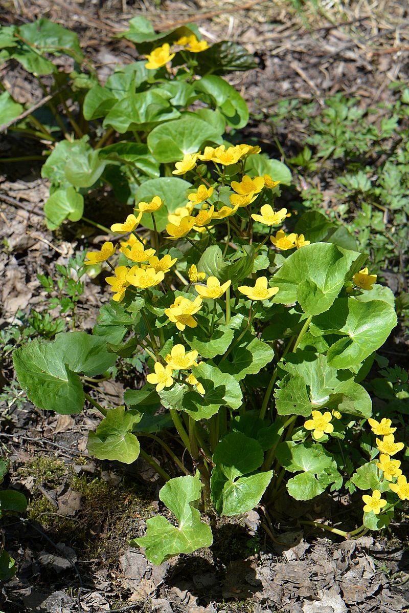 Изображение особи Caltha palustris.