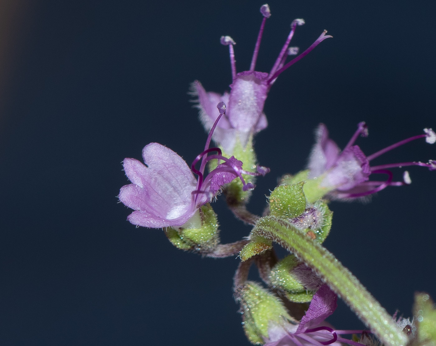 Image of Ocimum americanum specimen.