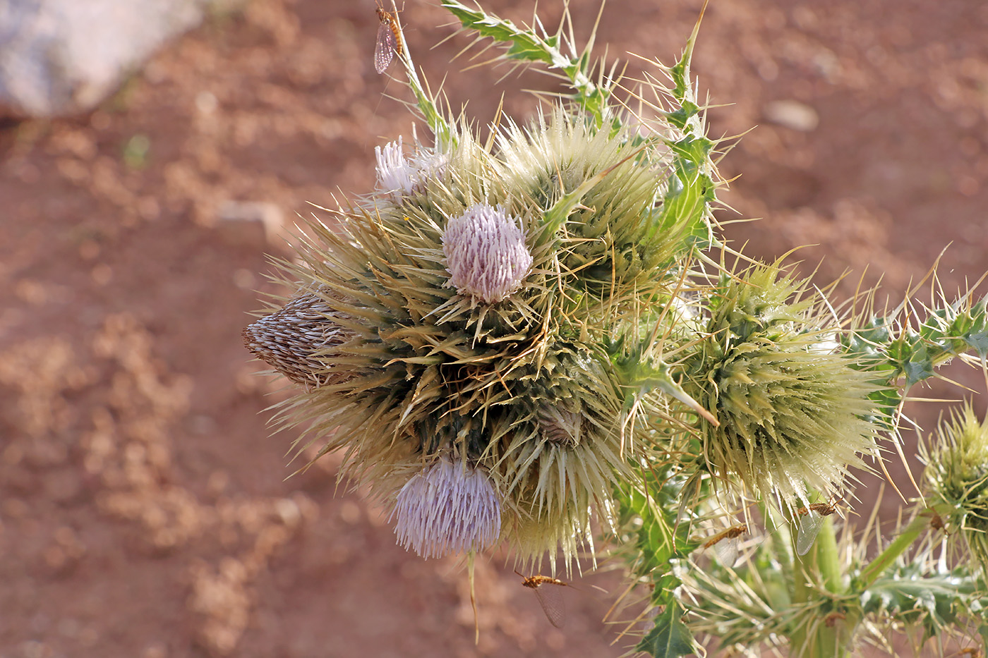 Изображение особи Cirsium polyacanthum.