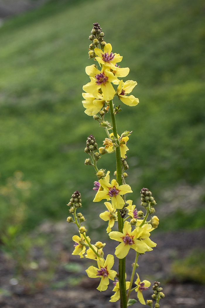 Image of Verbascum pyramidatum specimen.