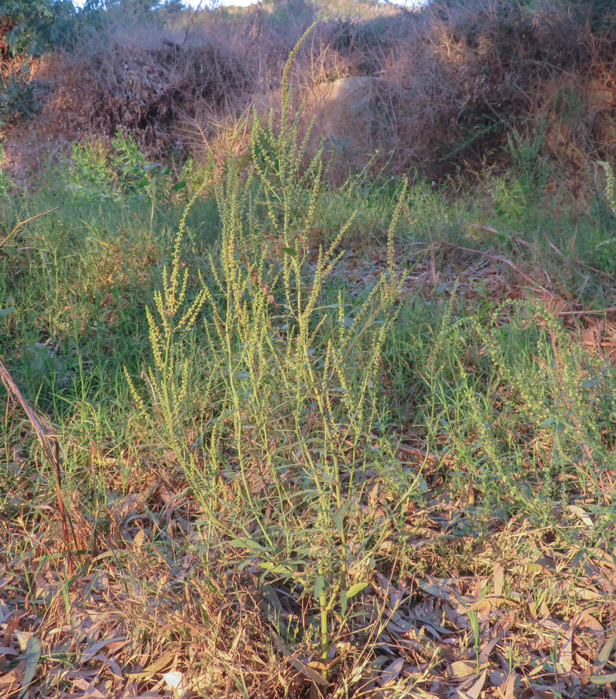 Image of Amaranthus tuberculatus specimen.