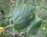 Tilia &times; europaea