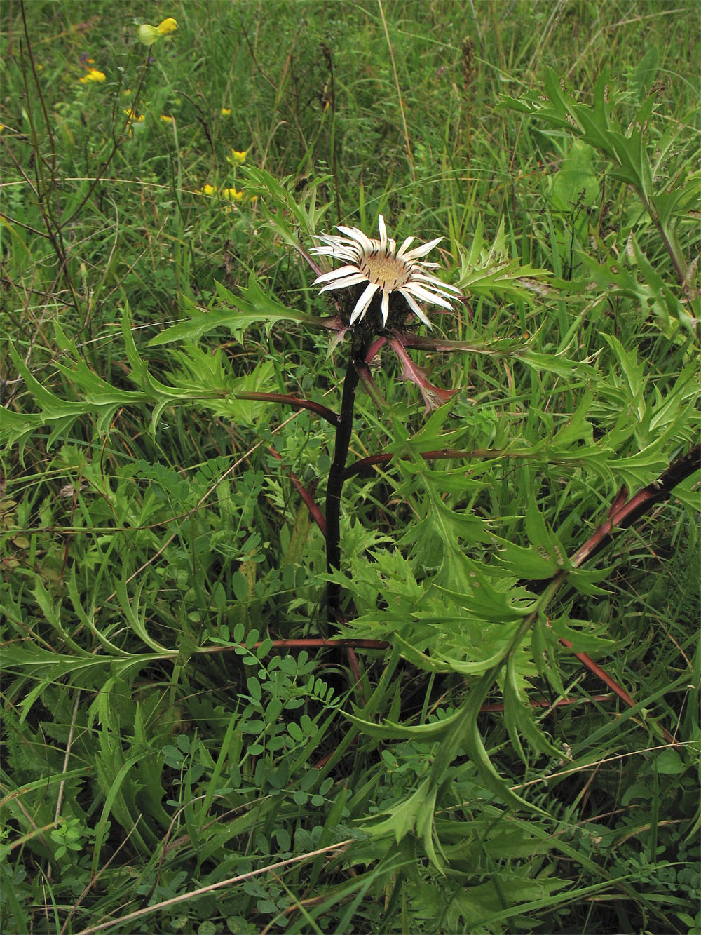 Image of Carlina cirsioides specimen.