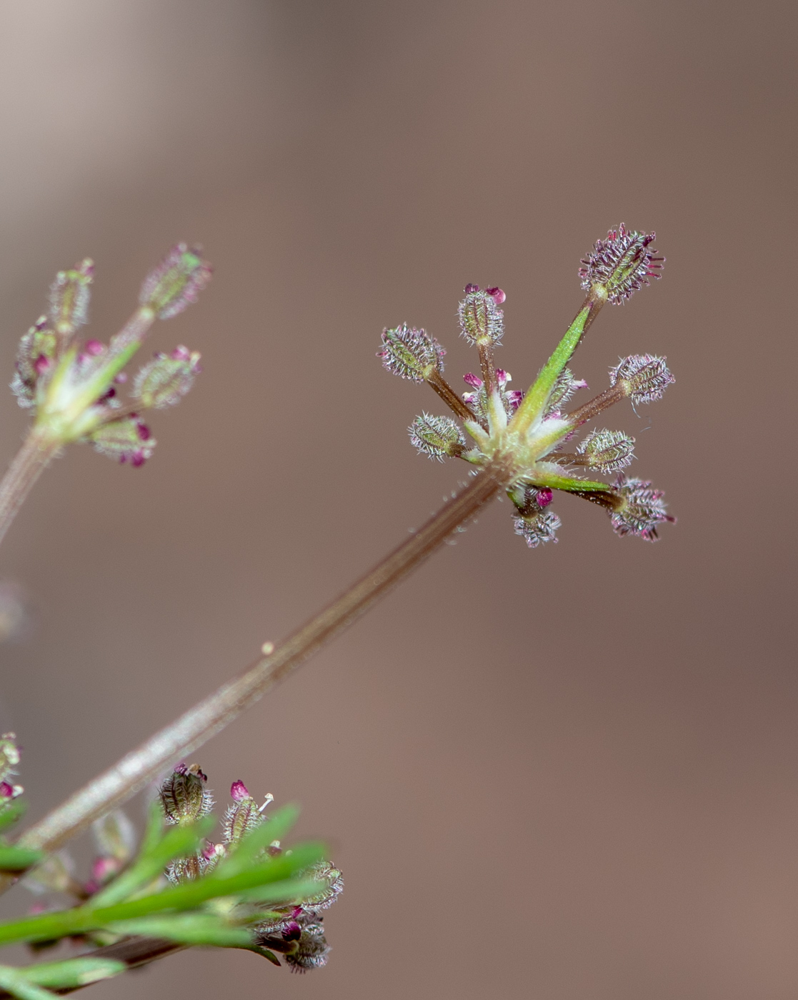 Image of Daucus montanus specimen.