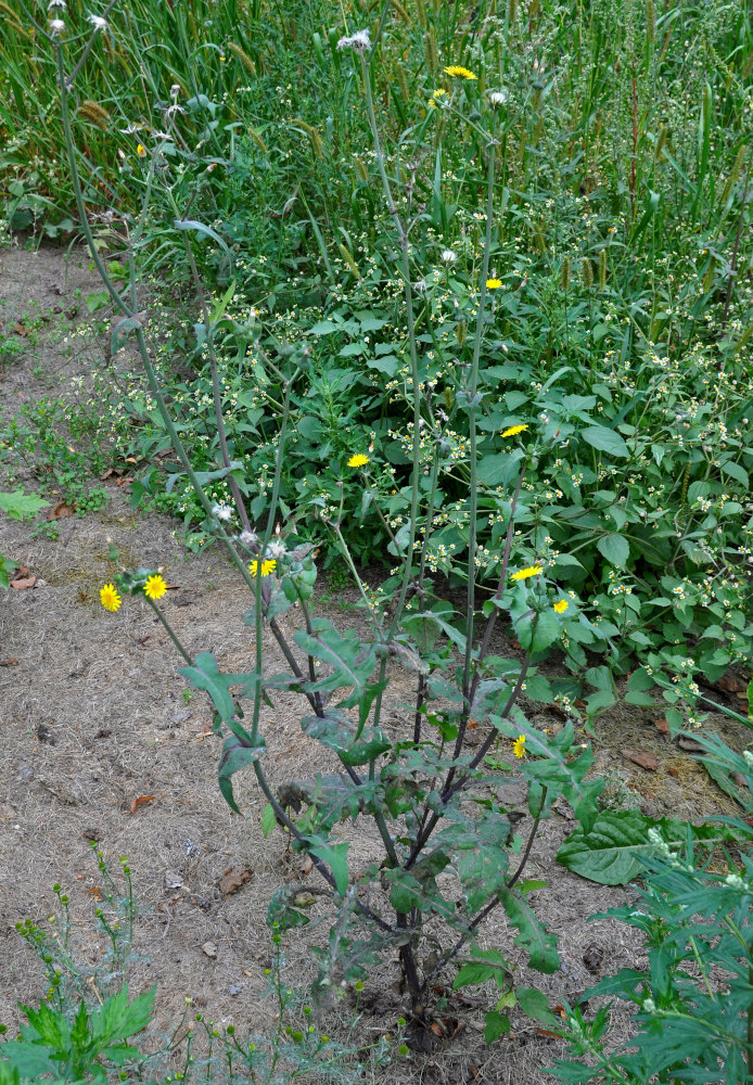 Изображение особи Sonchus oleraceus.