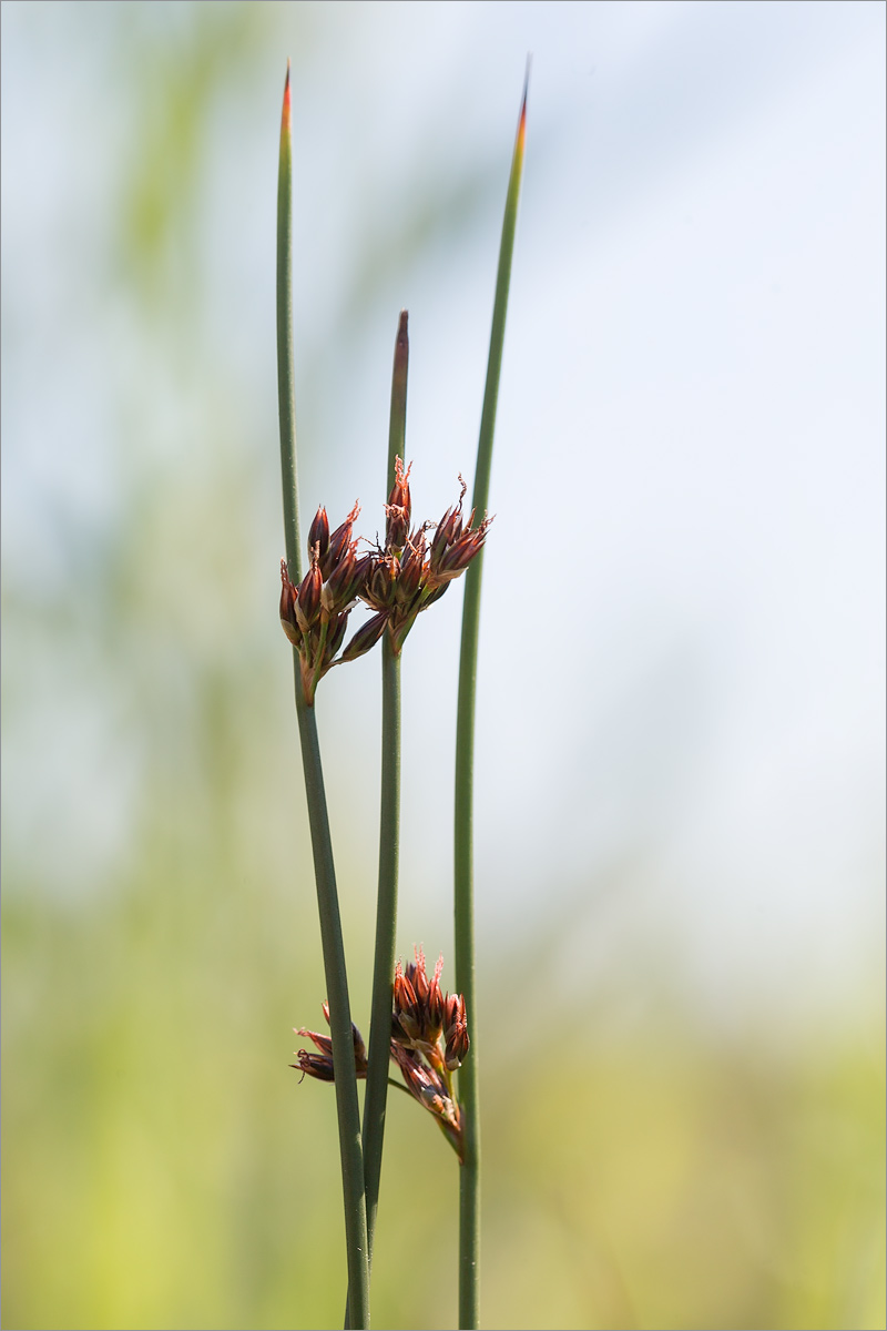 Изображение особи Juncus balticus.