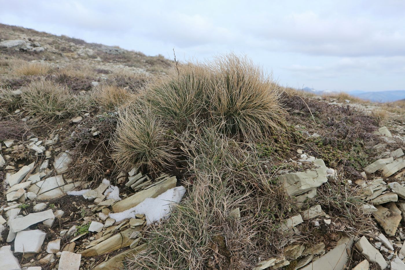 Image of genus Festuca specimen.