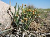 Ephedra regeliana