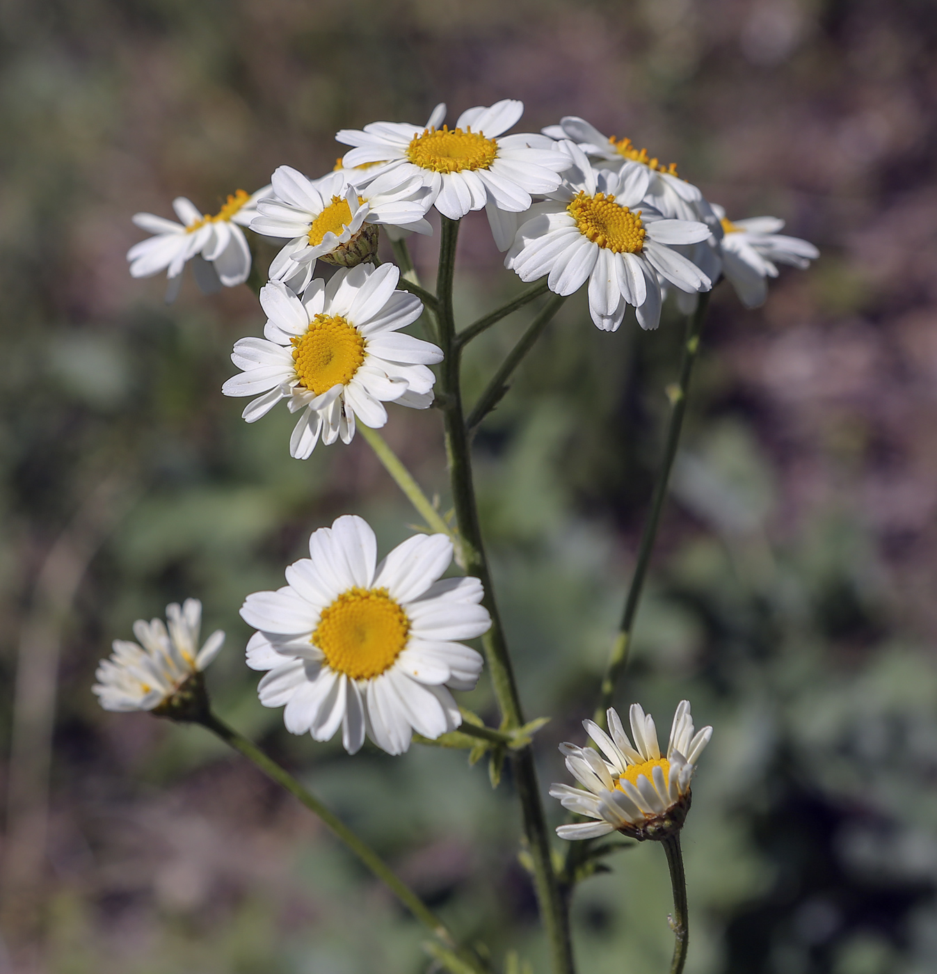 Изображение особи Pyrethrum corymbosum.