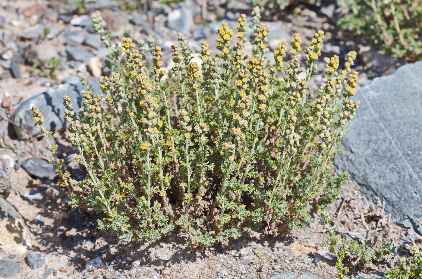 Image of Artemisia viridis specimen.