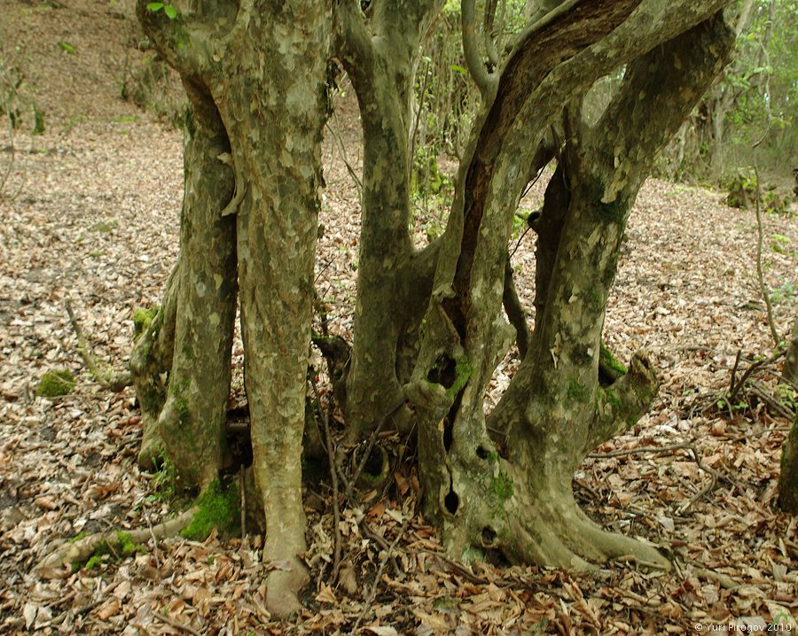 Image of Parrotia persica specimen.