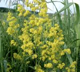 Galium verum