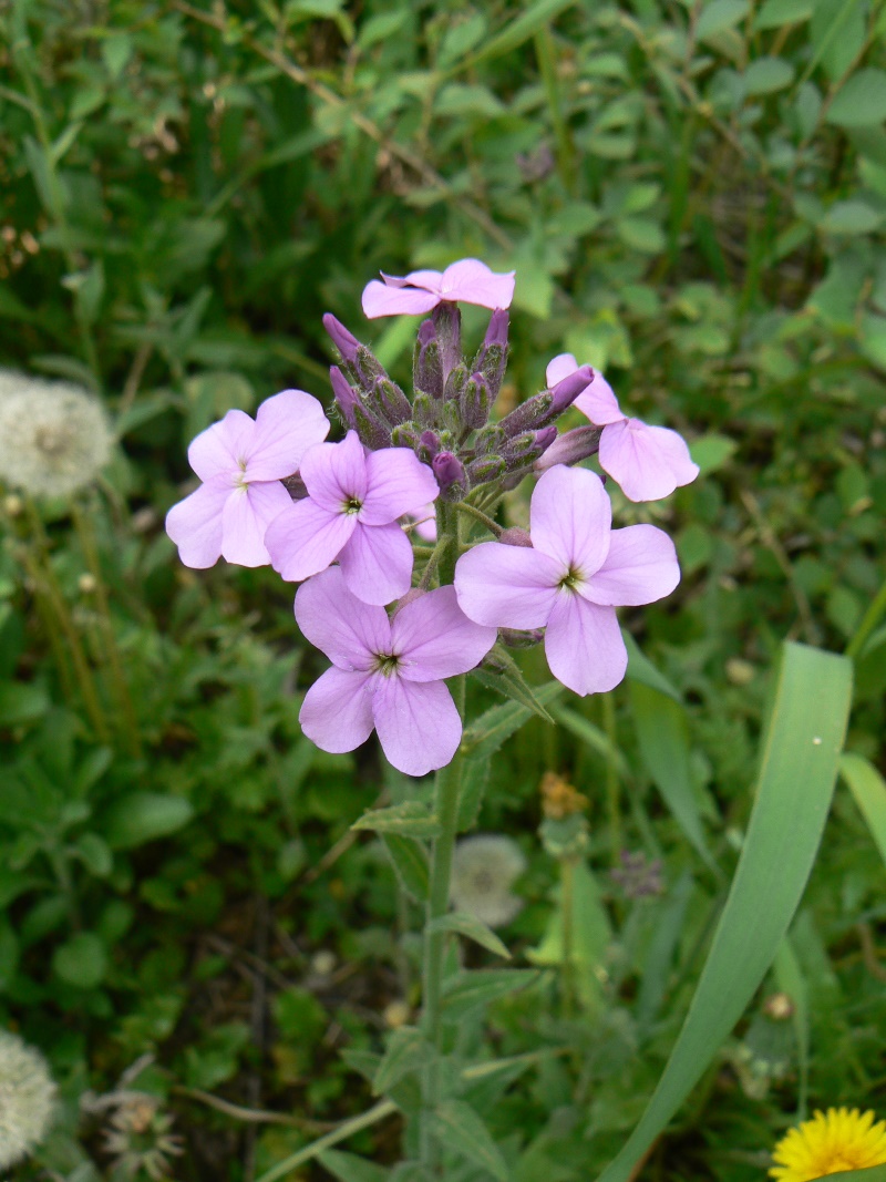 Image of genus Hesperis specimen.