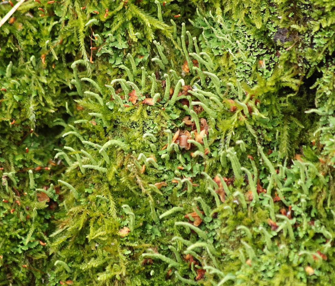 Image of genus Cladonia specimen.