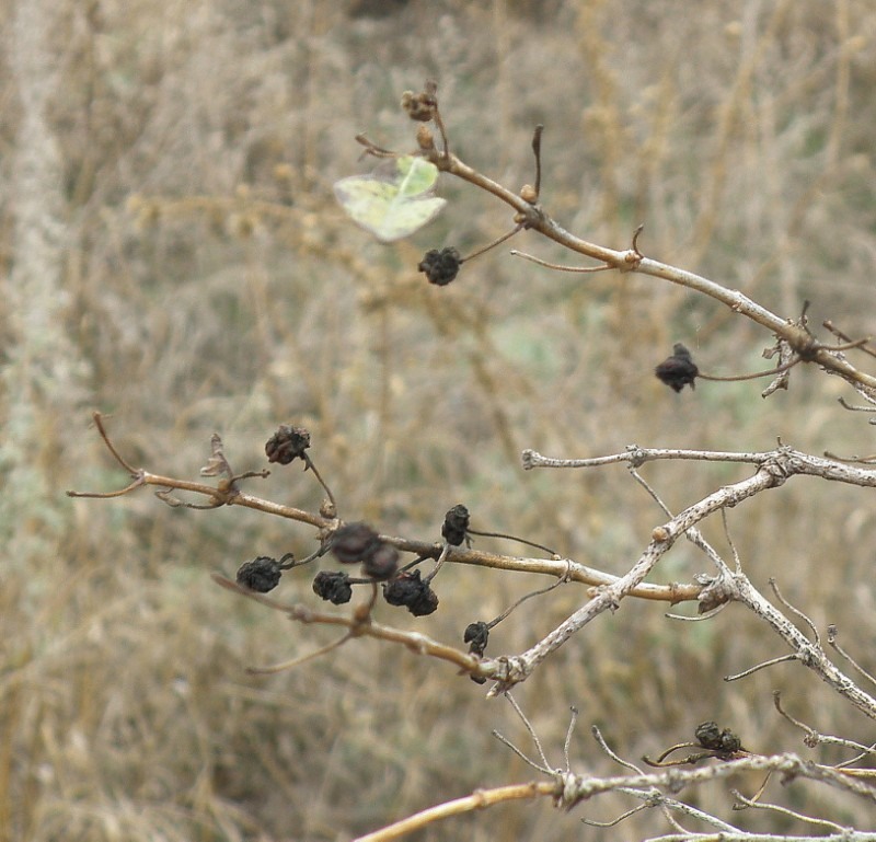 Image of Lonicera tatarica specimen.