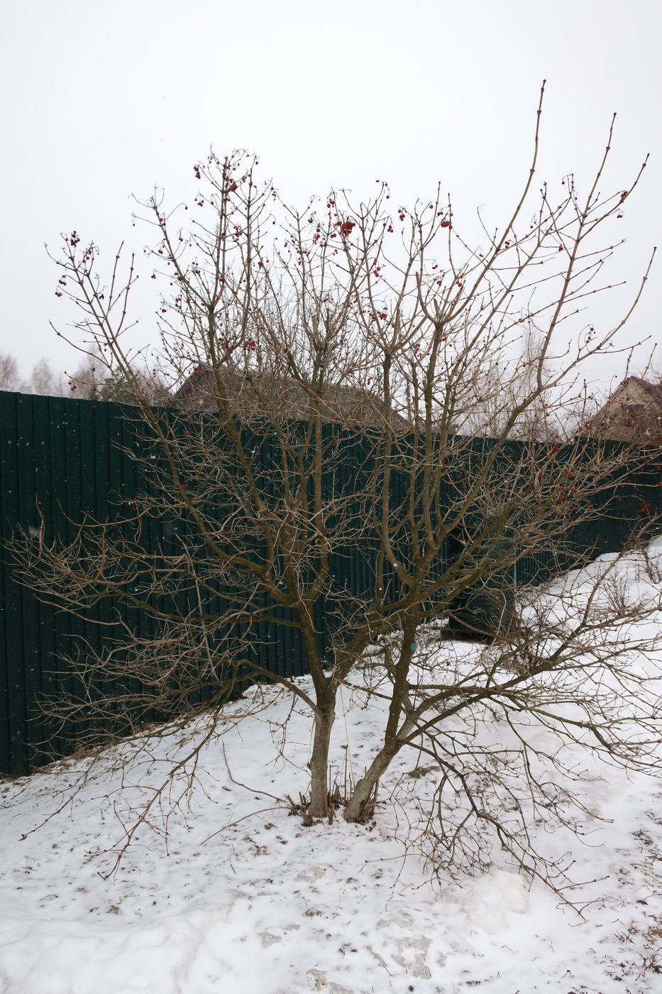 Image of Viburnum opulus specimen.