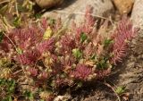 род Sedum