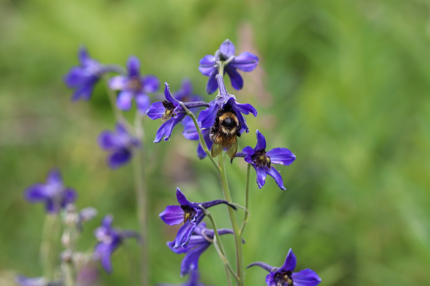 Изображение особи Delphinium mirabile.