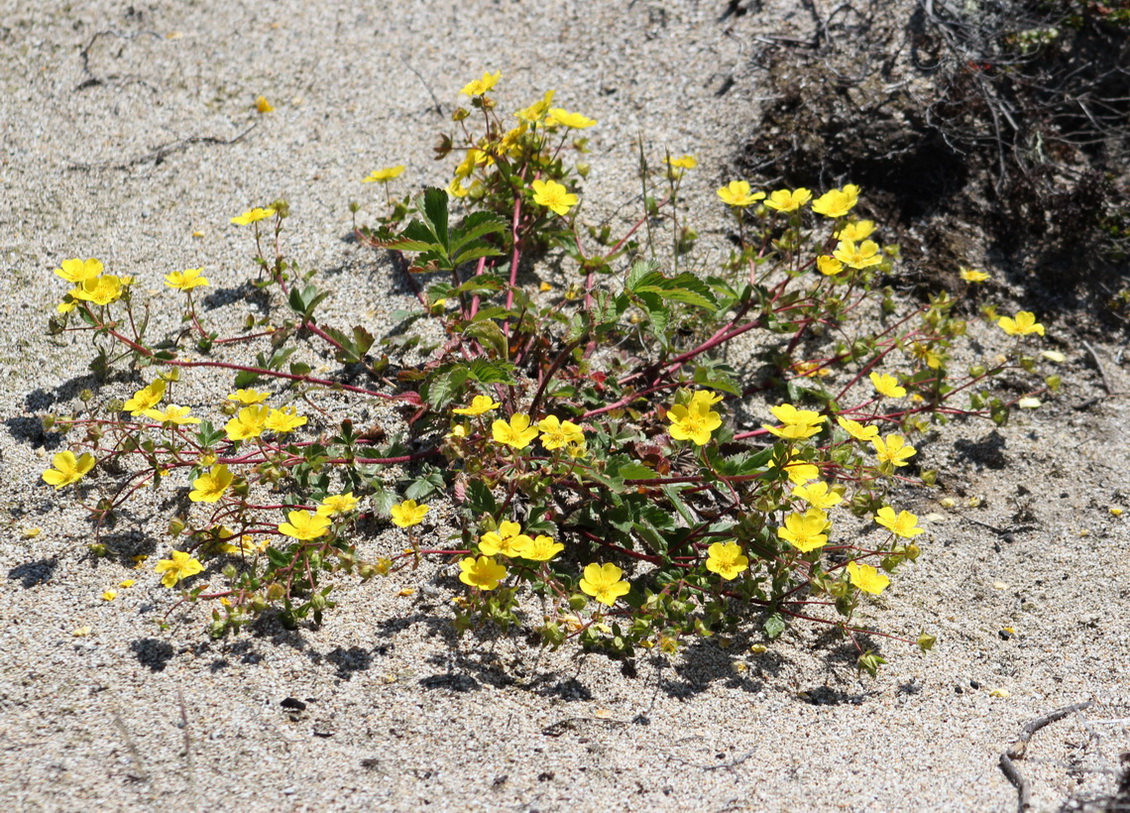 Изображение особи Potentilla sprengeliana.