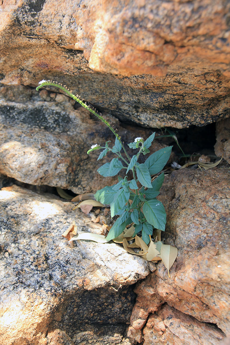 Image of genus Heliotropium specimen.