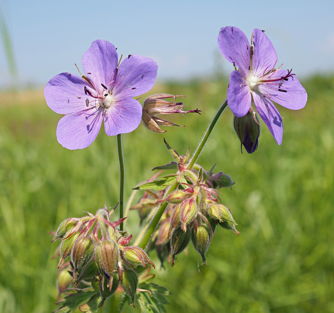 Изображение особи Geranium pratense.