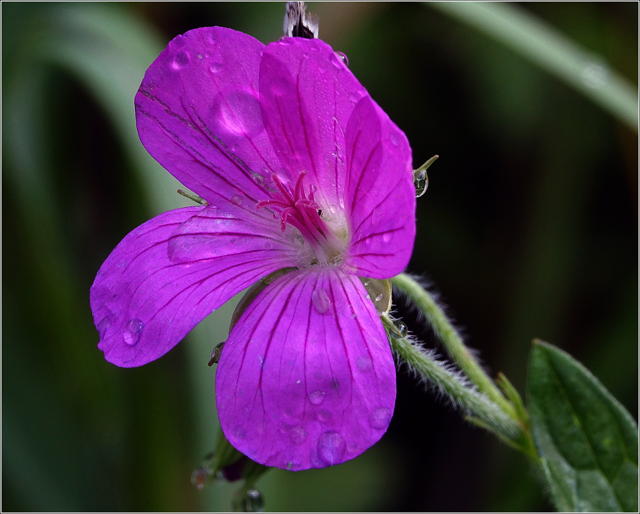 Изображение особи Geranium palustre.