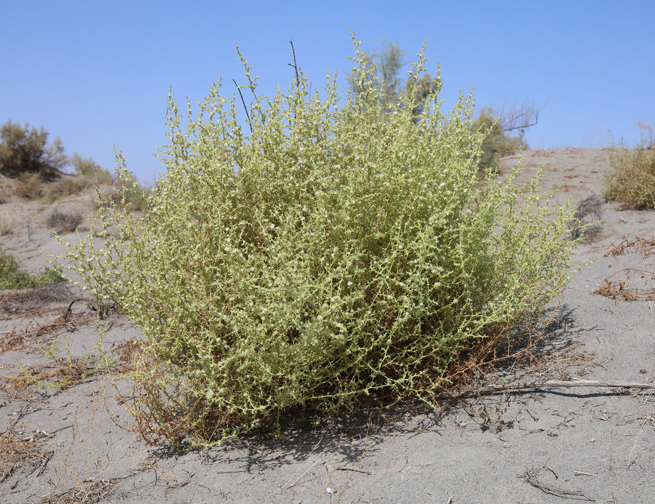 Изображение особи Salsola paulsenii.