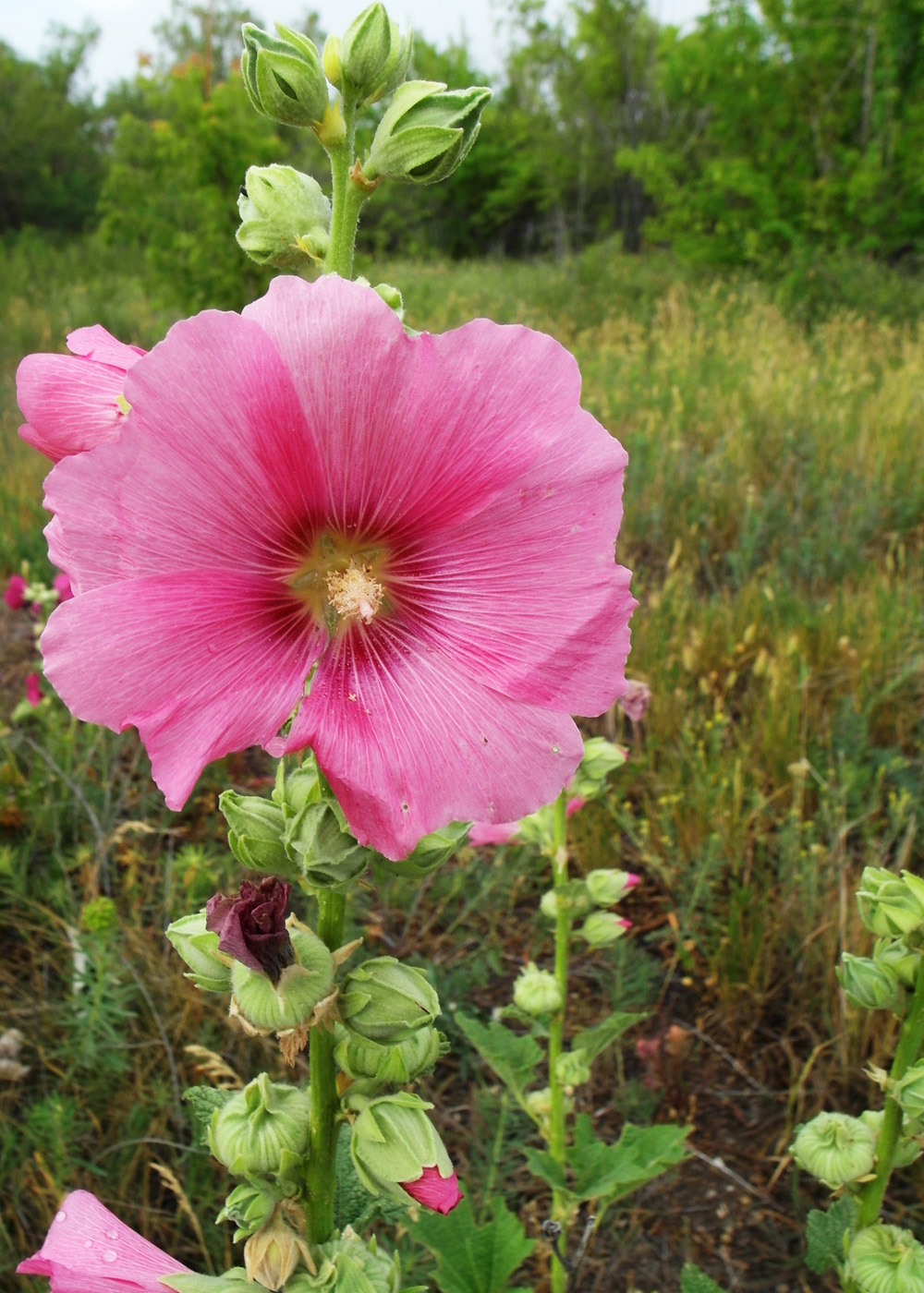 Изображение особи Alcea rosea.