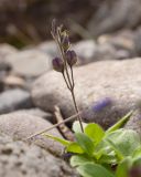 Veronica grandiflora. Верхушка плодоносящего растения. Камчатский край, Елизовский р-н, природный парк \"Вулканы Камчатки\", южный участок, кластер \"Налычевский\", подножие вулкана Дзензур, берег р. Шайбная, осыпь. 23.08.2022.