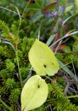 Maianthemum dilatatum. Начинающие желтеть листья в сообществе с Empetrum nigra. Камчатский край, г. Петропавловск-Камчатский, Халактырский пляж, приморский луг. 17.08.2022.