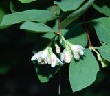 Symphoricarpos albus. Цветущий побег. Крым, городской округ Ялта, пгт Гурзуф, санаторий \"Гурзуфский\", парк. Июль 2022 г.