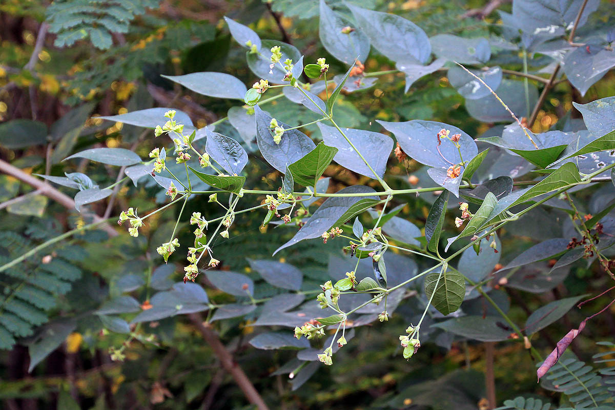 Изображение особи Nyctanthes arbor-tristis.